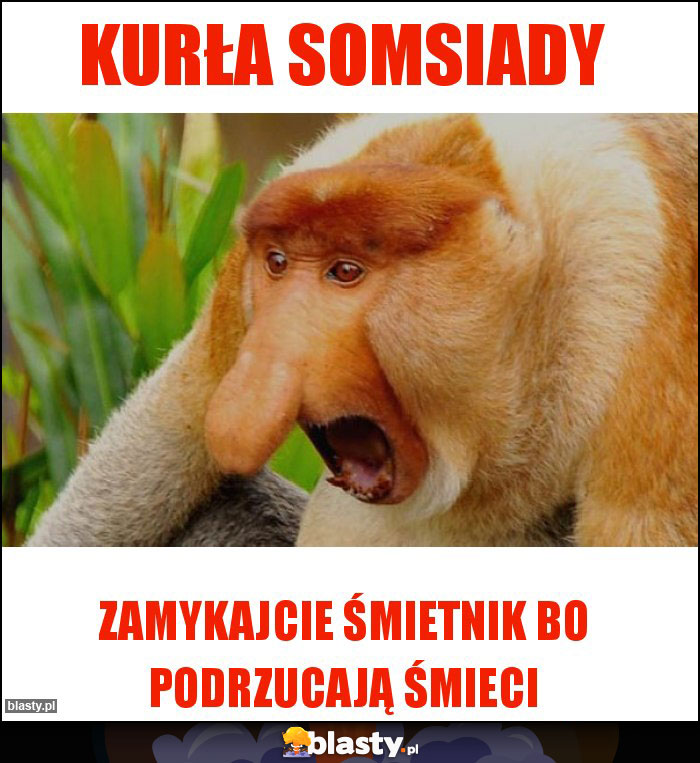 KUrŁA SOMSIADY