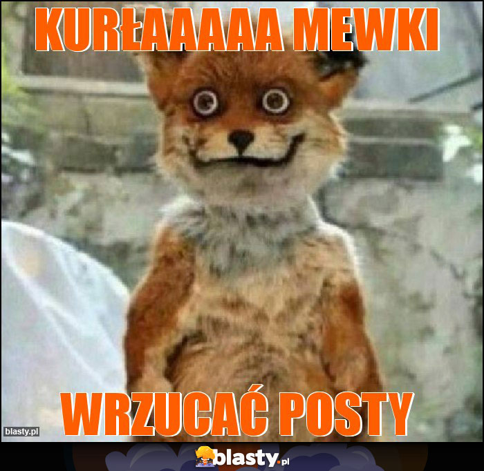 Kurłaaaaa mewki