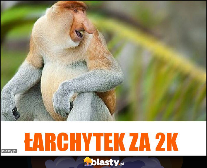 łarchytek za 2k