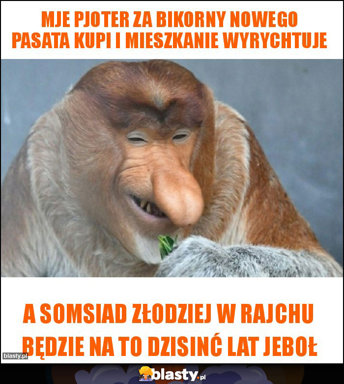 Mje Pjoter za bikorny nowego pasata kupi i mieszkanie wyrychtuje