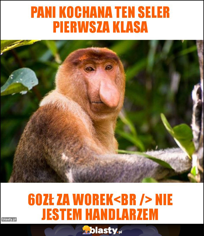 Pani Kochana ten seler pierwsza klasa