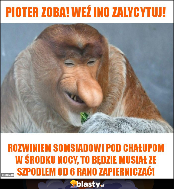 Pioter zoba! Weź ino zalycytuj!