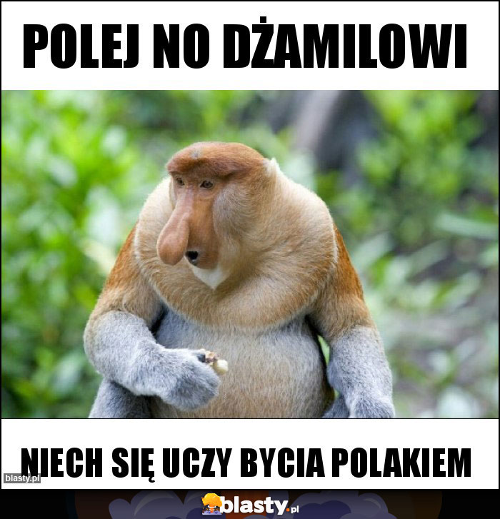 Polej No Dżamilowi