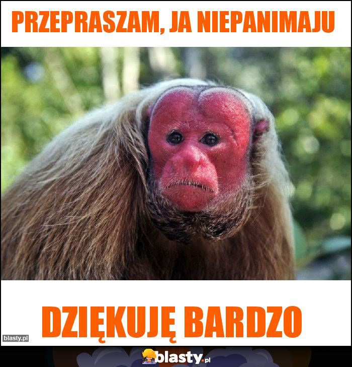 Przepraszam, JA Niepanimaju