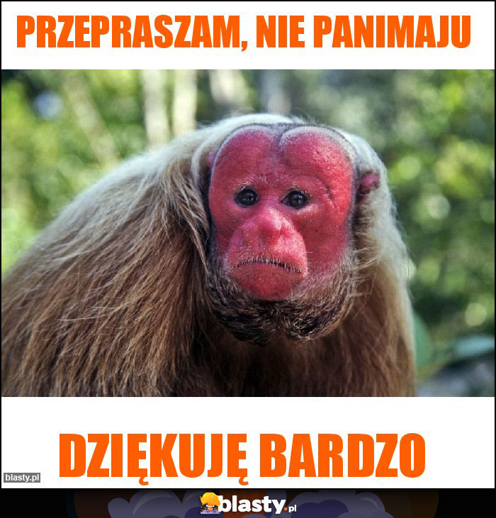 Przepraszam, Nie panimaju