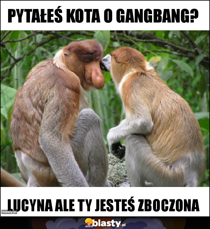 Pytałeś Kota o Gangbang?