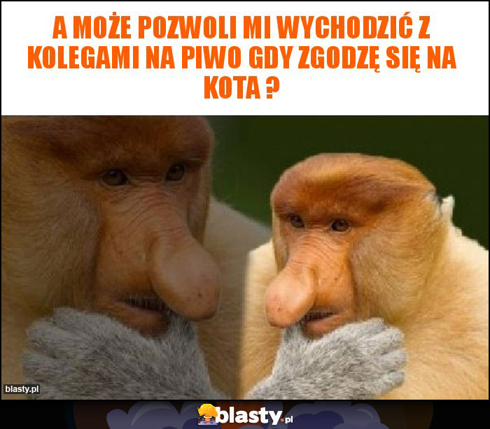 A może pozwoli mi wychodzić z kolegami na piwo gdy zgodzę się na kota ?