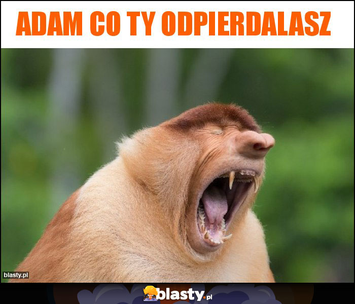 Adam co ty odpierdalasz