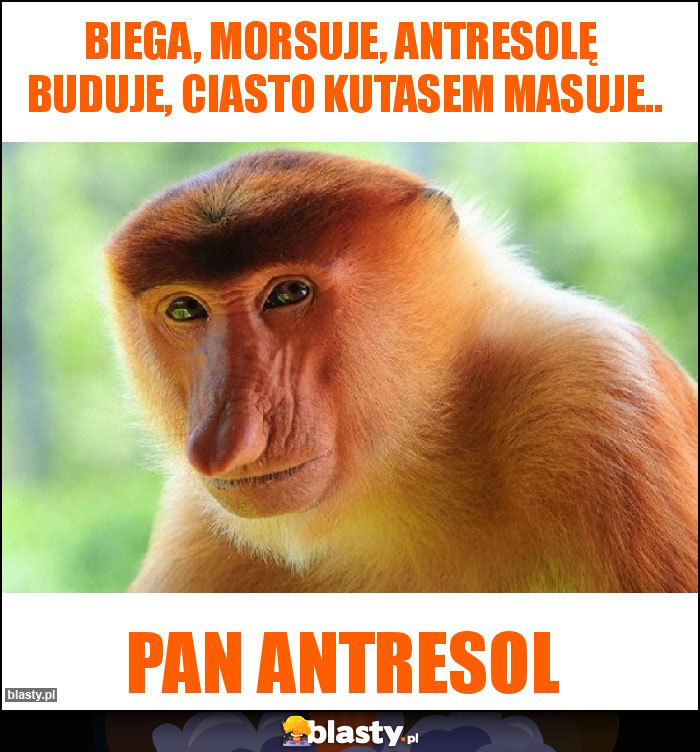 Biega, morsuje, antresolę  buduje, ciasto Kutasem masuje..