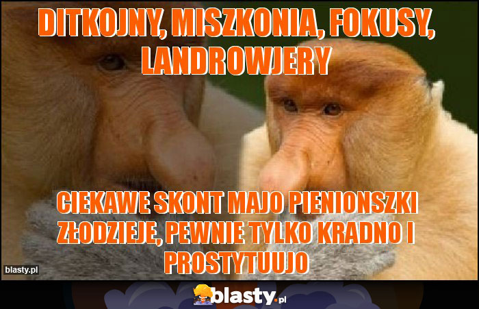 ditkojny, miszkonia, fokusy, landrowjery