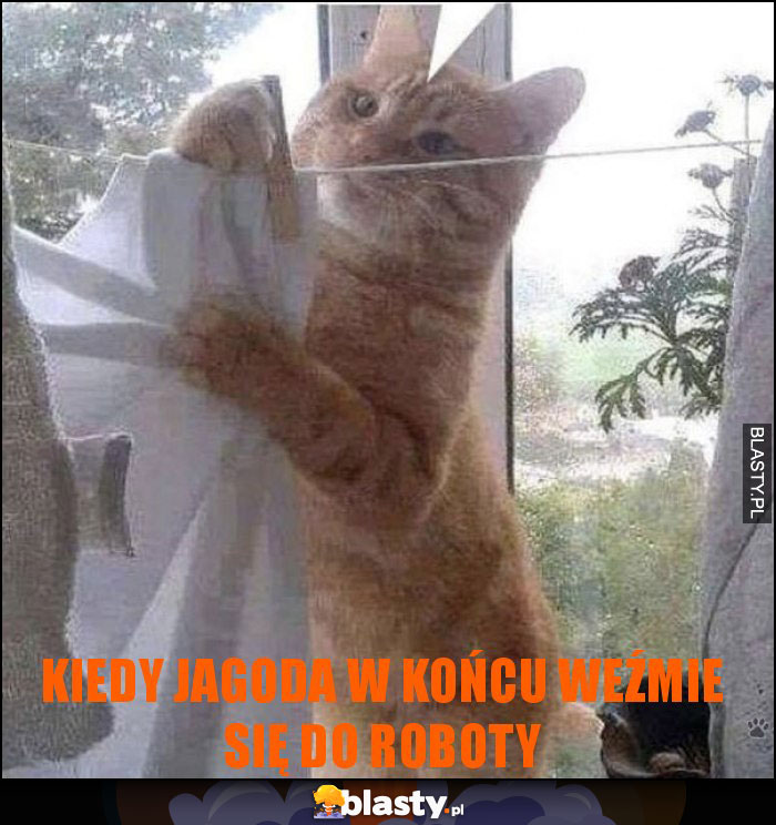 Kiedy jagoda w końcu weźmie się do roboty