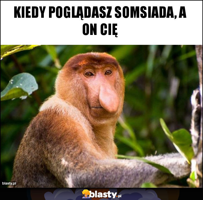 kiedy poglądasz somsiada, a on cię