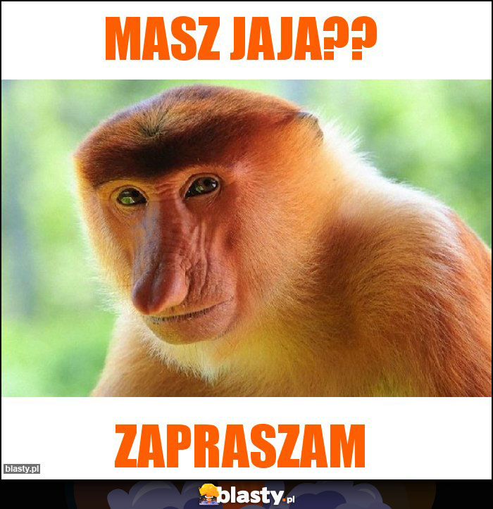 Masz Jaja??