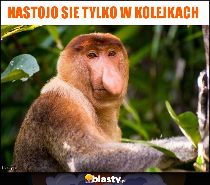 Nastojo sie tylko w kolejkach