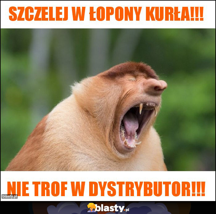 Szczelej w łopony kurła!!!