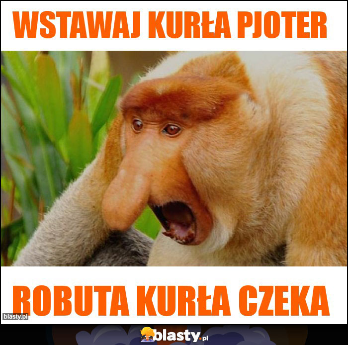 WSTAWAJ KURŁA PJOTER