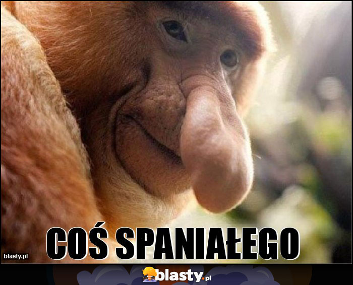 COŚ SPANIAŁEGO