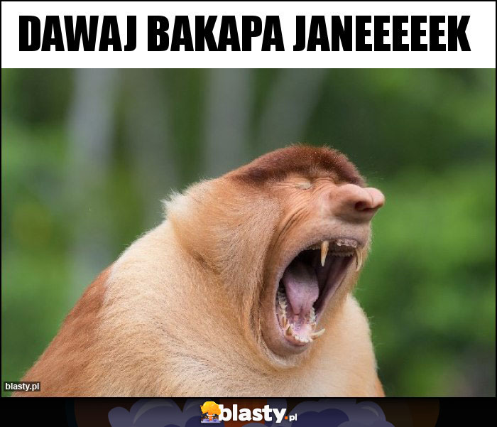 Dawaj bakapa Janeeeeek