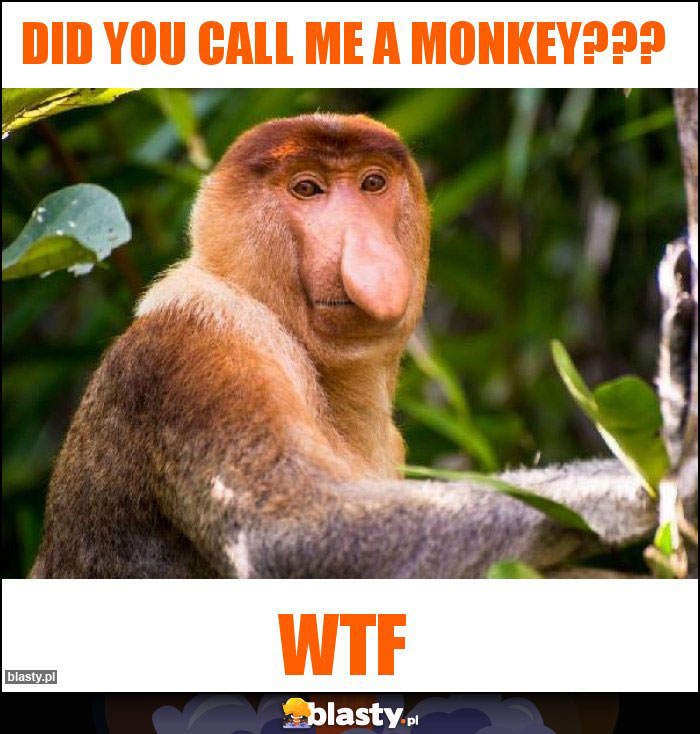 Did you call me a monkey???