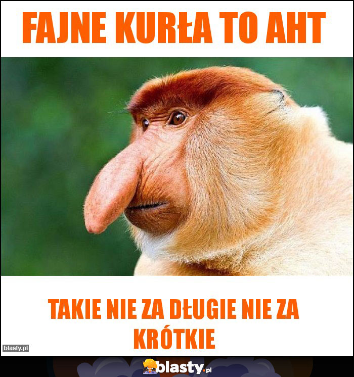 Fajne kurła to AHT