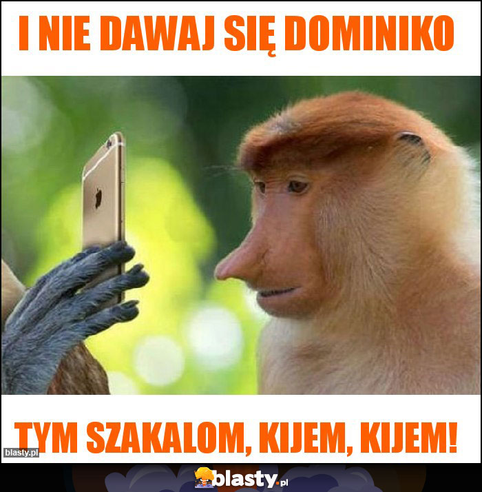 i nie dawaj się Dominiko