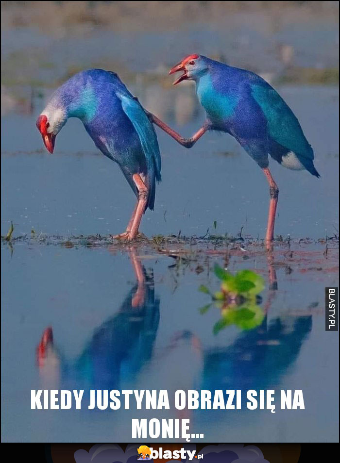 Kiedy Justyna obrazi się na Monię...