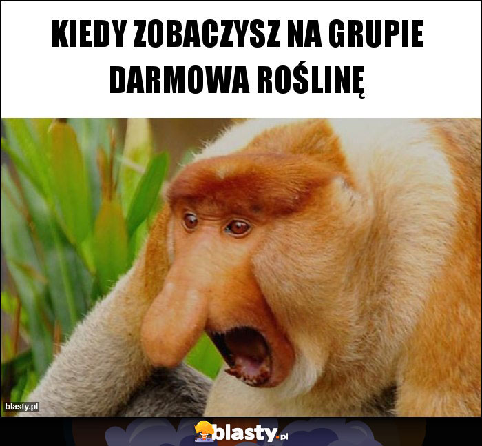 Kiedy zobaczysz na grupie darmowa roślinę