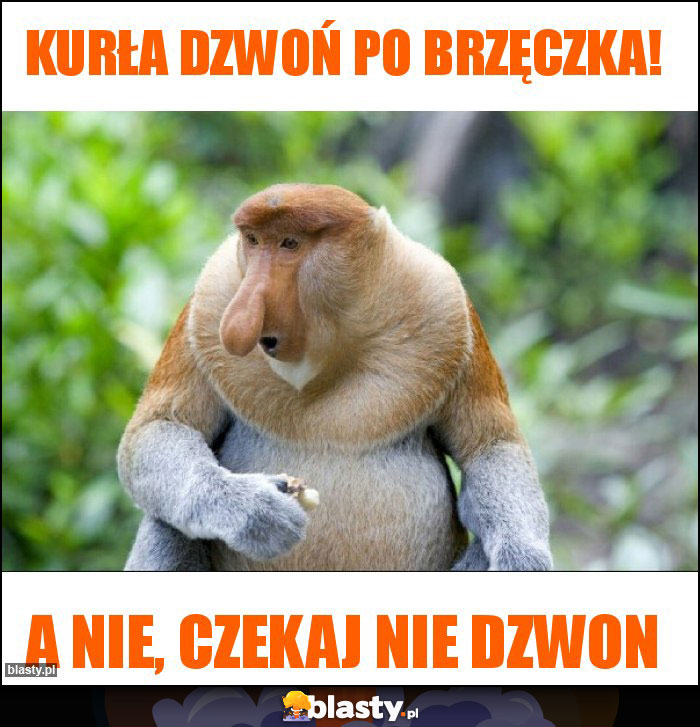 KurŁa dzwoń po brzęczka!