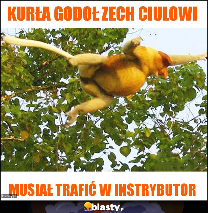 Kurła godoł zech ciulowi