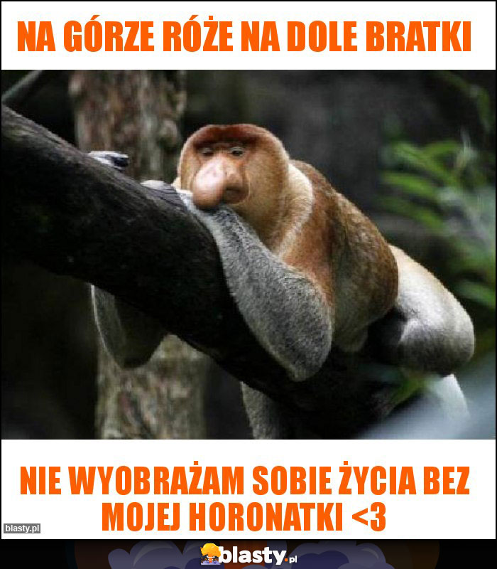 Na górze róże na dole bratki