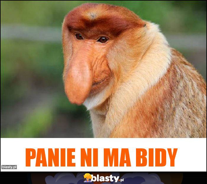 Panie ni ma bidy