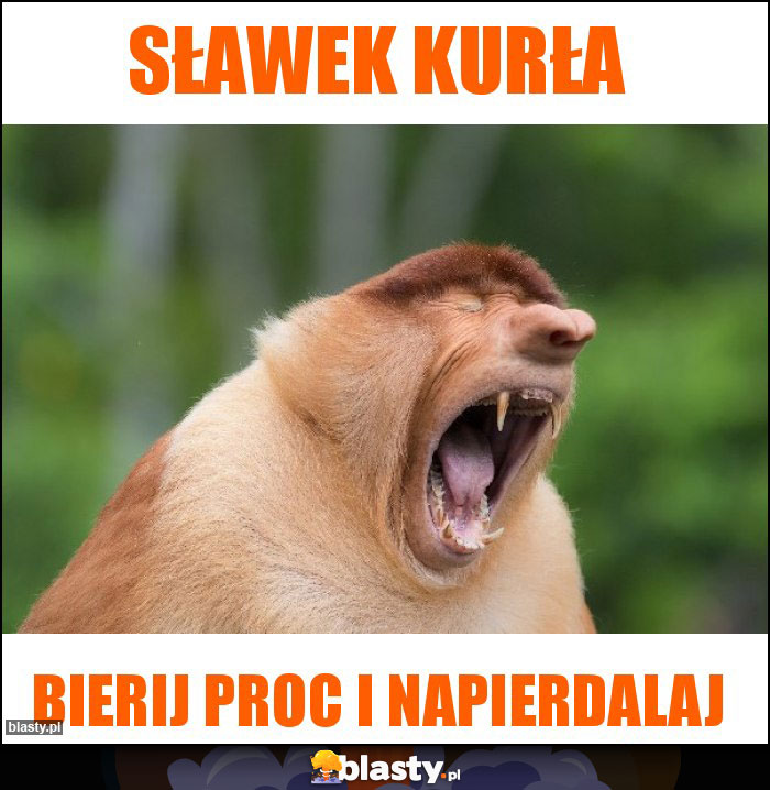 Sławek kurła