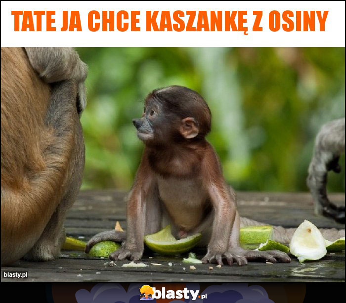 Tate ja chce kaszankę z osiny