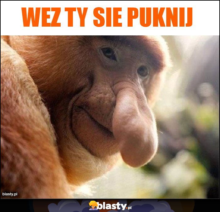 wez ty sie puknij