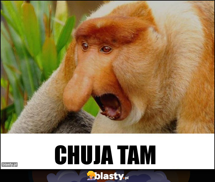 CHUJA TAM