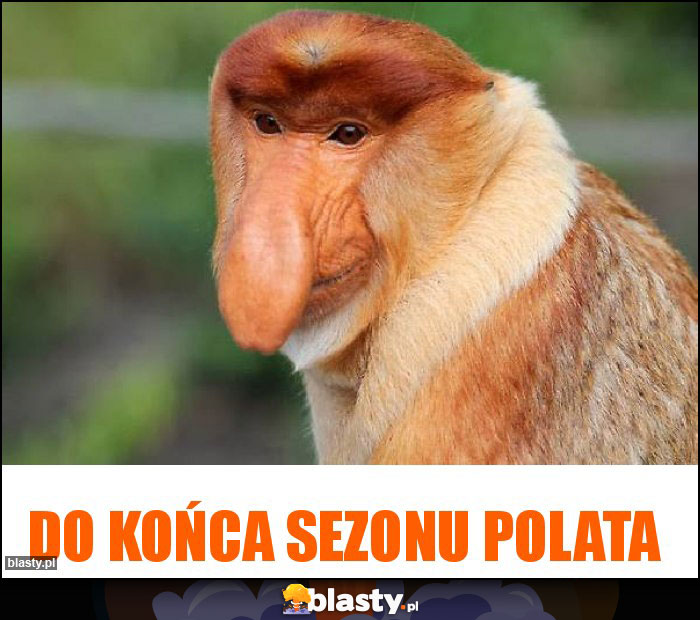 DO KOŃCA SEZONU POLATA