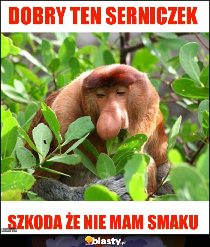 DOBRY ten serniczek