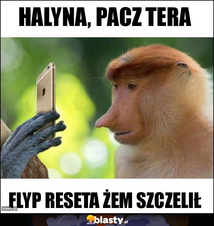 HALYNA, PACZ TERA