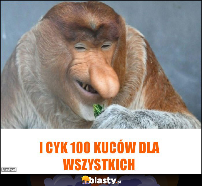 I cyk 100 kuców dla wszystkich