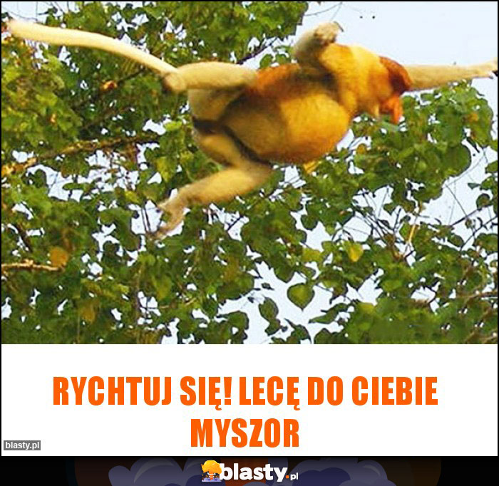 Rychtuj się! Lecę do ciebie myszor