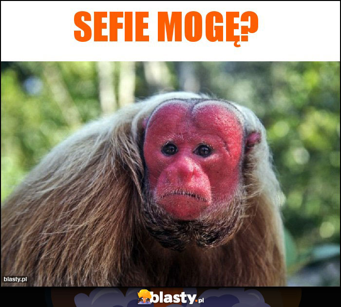 Sefie mogę?