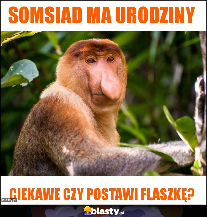 Somsiad ma urodziny