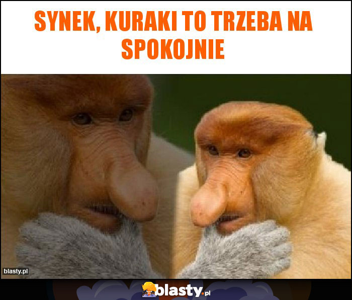 Synek, kuraki to trzeba na spokojnie