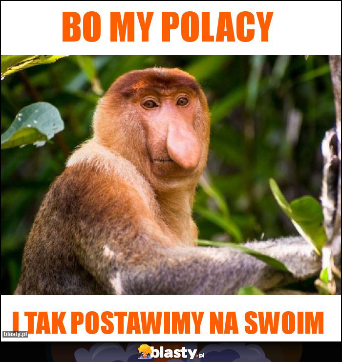 BO MY POLACY