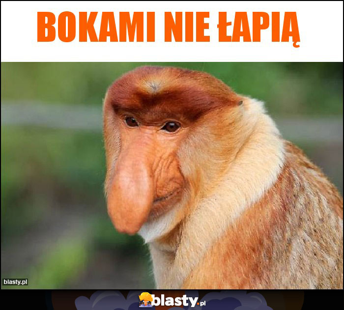 Bokami nie łapią