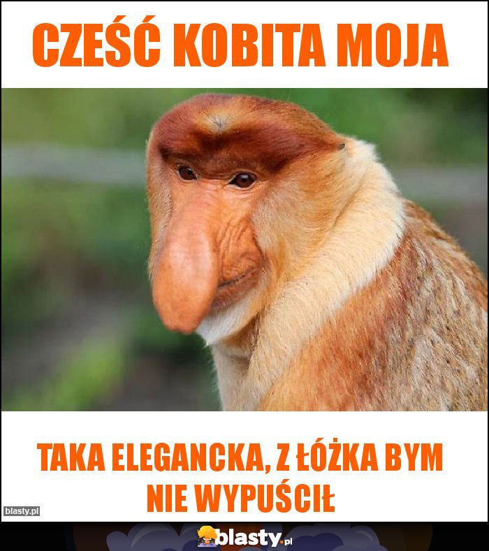 Cześć kobita moja