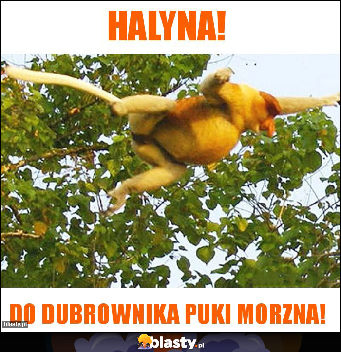 Halyna!