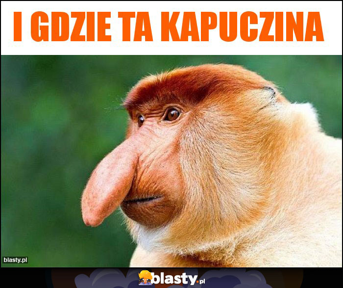 I gdzie ta kapuczina