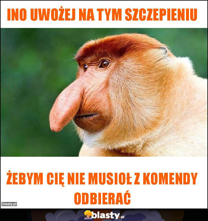 Ino uwożej na tym szczepieniu