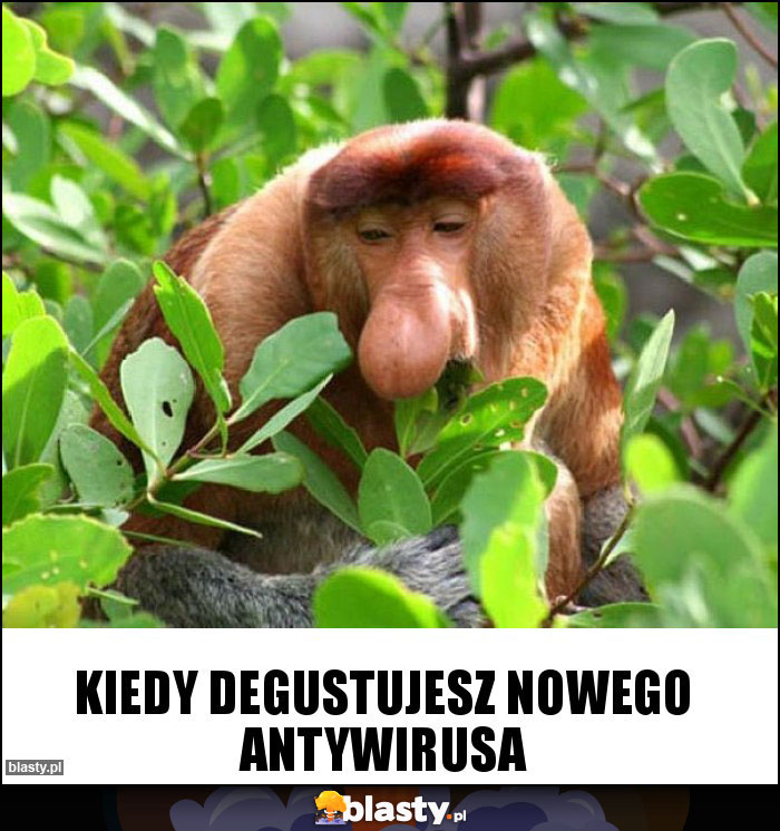 kiedy degustujesz nowego antywirusa